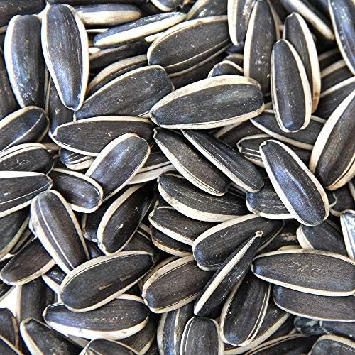Parrots Wizard Imported Large Size Sunflower Seeds for Grey Parrot, Indian Parrot (1900 Grams) (B0CBFX5PBR) Amazon Price History, Amazon Price Tracker