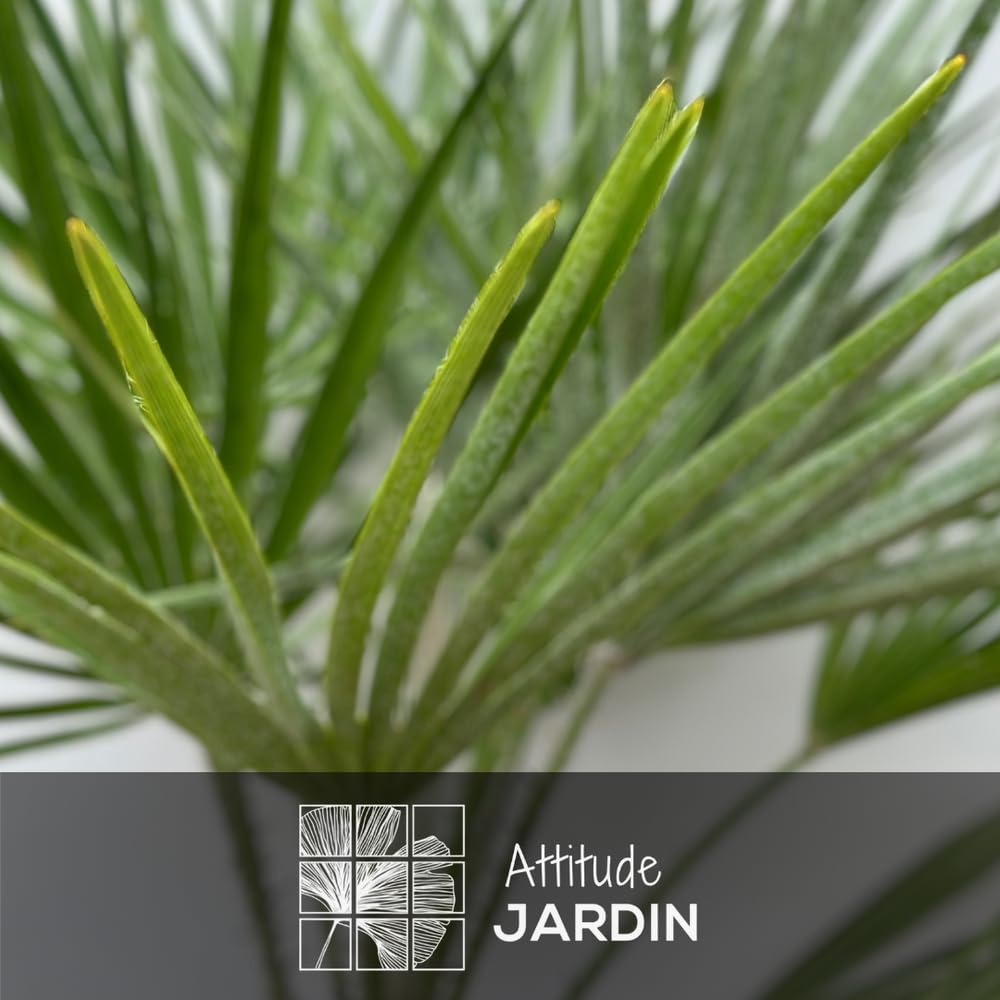 Attitude Jardin - Chamaerops Humilis - palmier nain - 110-120 cm - ⌀ 25 cm - plante d'extérieur