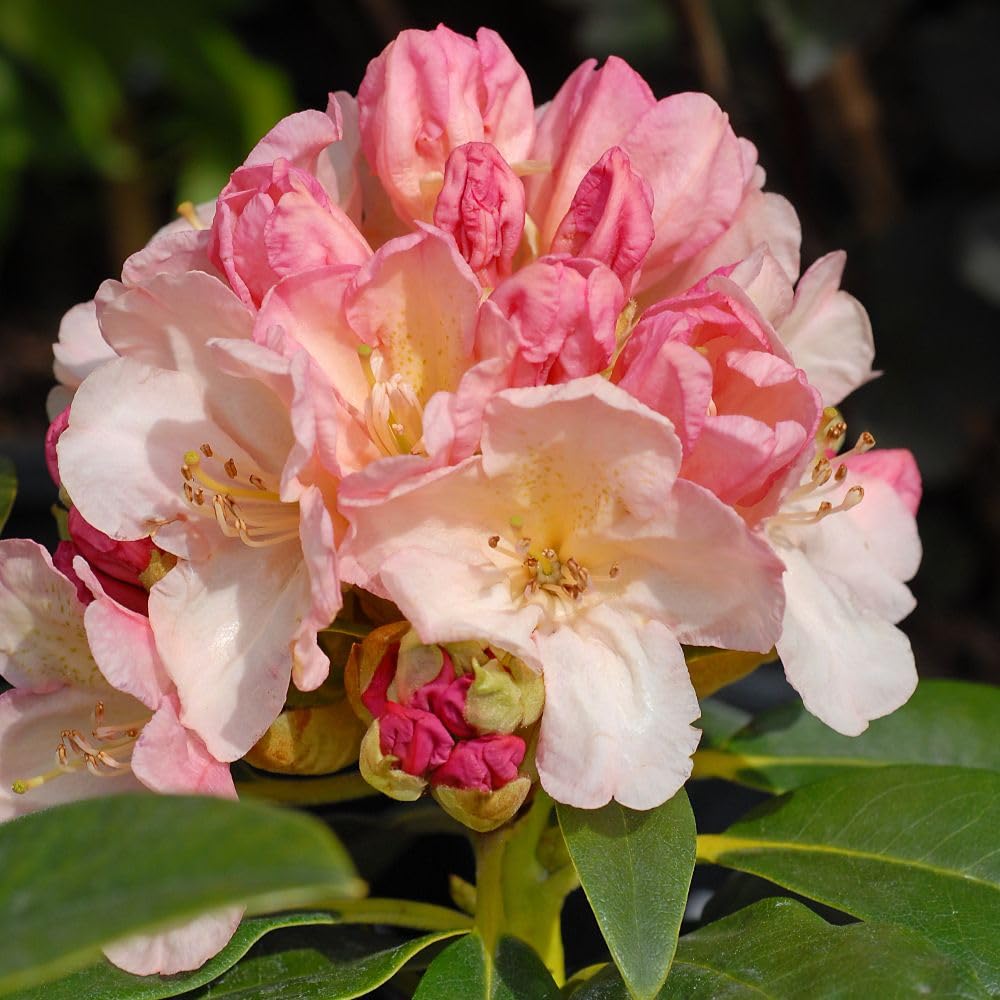 Rhododendron Yakushimanum 'Percy Wiseman' RHS AGM Dwarf Evergreen Pink Flowers for Patio Containers & Acid Borders 1x 18 Litre Pot by Thompson and Morgan