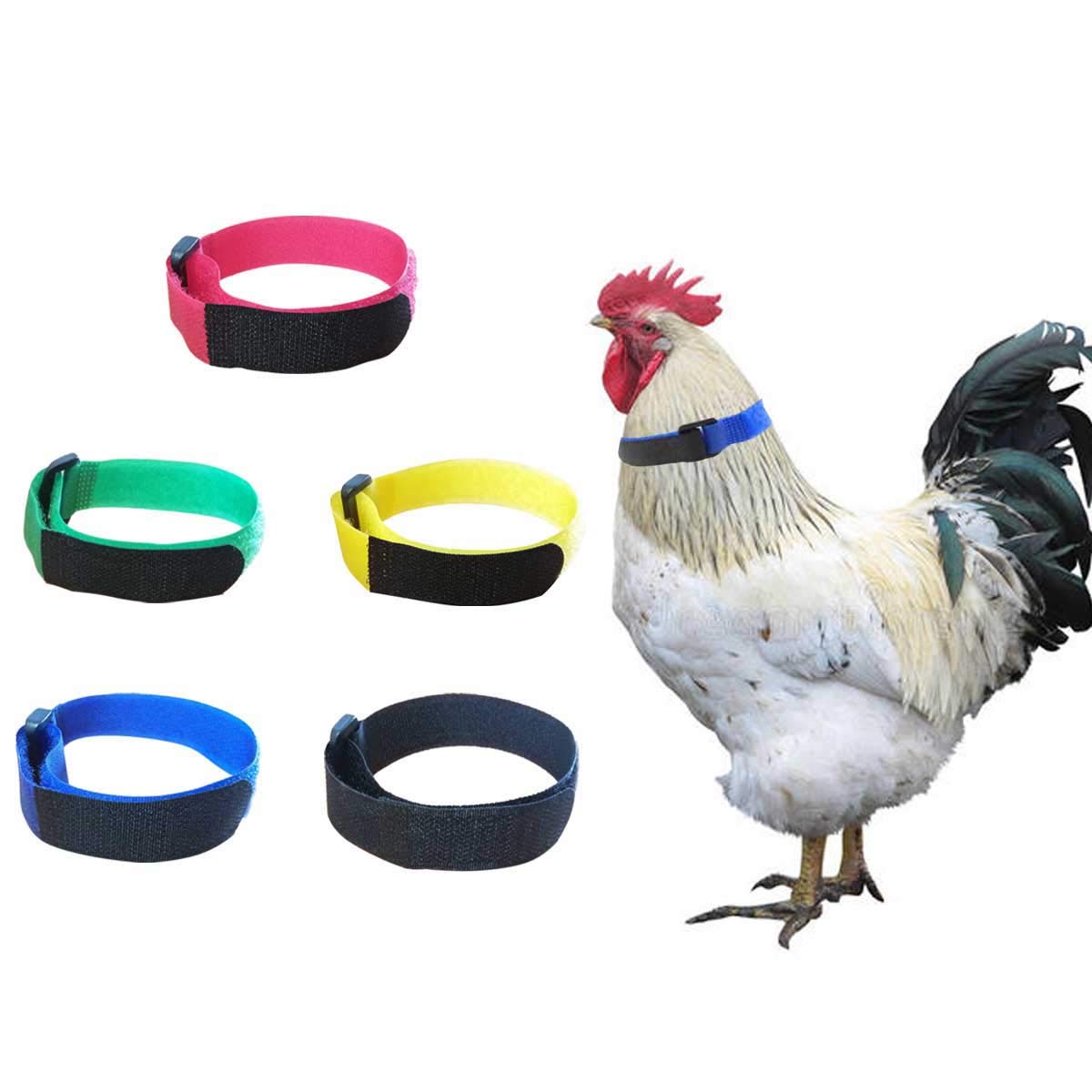 Buy YELL 5 Pack Anti Crow Rooster Collar,No Crow Noise Neck Belt for