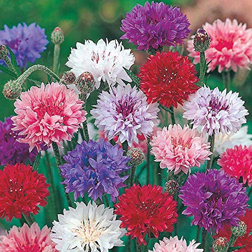 M-Tech Gardens Rare Cornflower " Polka Dot " Exotic 30 Seeds for Growing (B0BPBKHVR8) Amazon Price History, Amazon Price Tracker