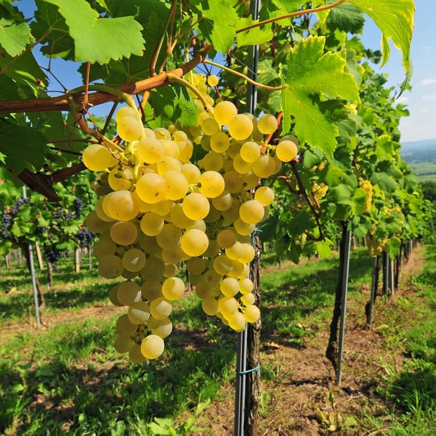 Amazon.com: 黃金葡萄藤活植物1-2 歲甜葡萄植物生長葡萄水果起始