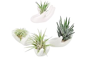 4-Pack Air Plant Holders: Artistic Ceramic Stands for Tillandsia and Succulents