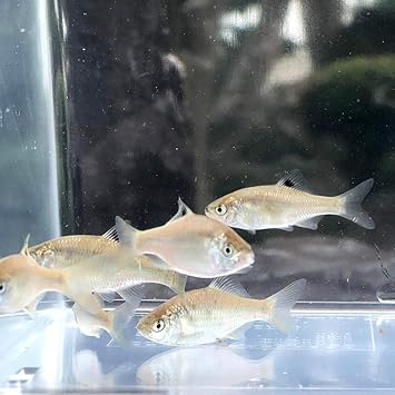 Amazon 淡水魚 カネヒラ 2 4ｃｍ 3匹 生体 川村淡水魚販売 観賞魚 水中生物 通販