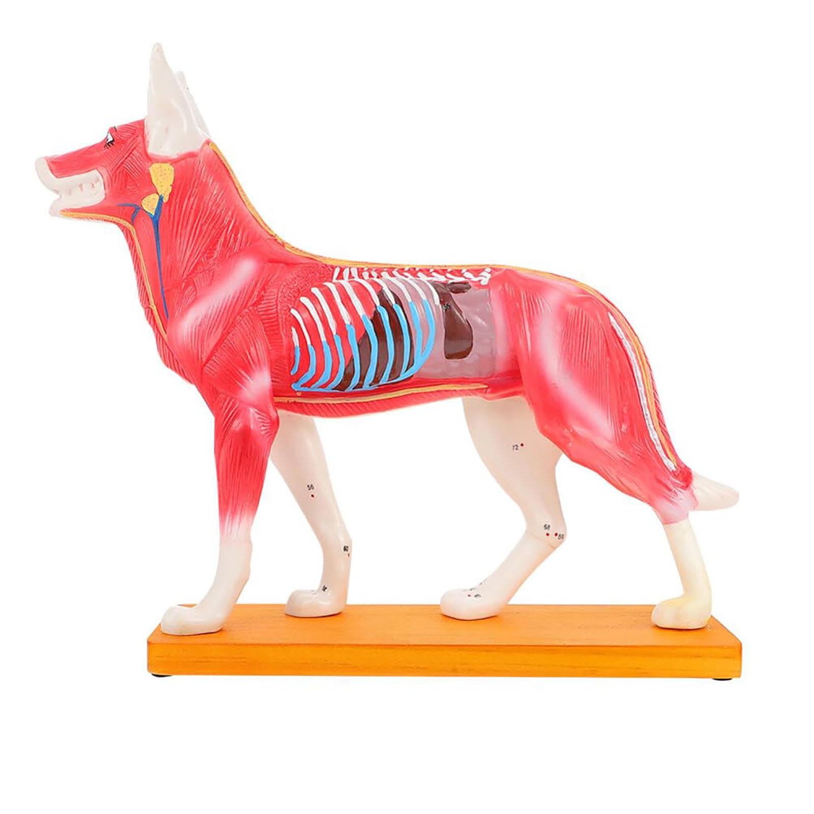 Modello Animale, Modello agopuntura Cani Modello agopuntura Cani Modello anatomico Cani Modello agopuntura Animali Strumento didattico Materiale Scolastico Decora Il Desktop