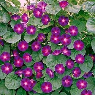 80 Grandpa OTT Morning Glory Seeds for Planting 2+ Grams Purple Morning ...