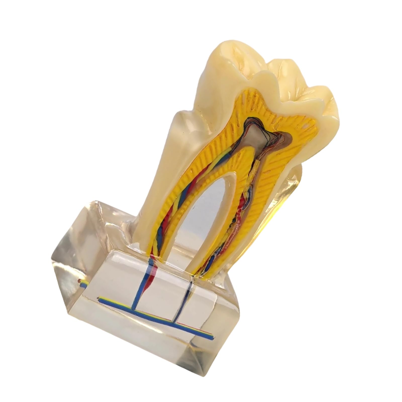Modello anatomico U6X in PVC trasparente