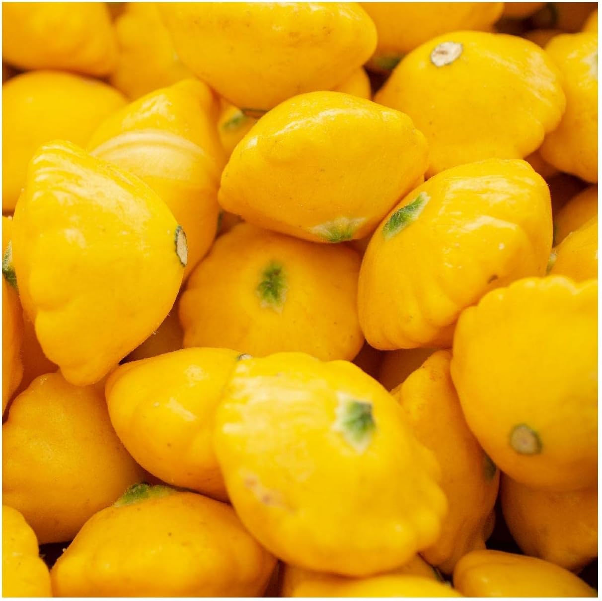 Everwilde Farms - 1/4 Lb Organic Scallop Yellow Bush Summer Squash Seeds - Gold Vault