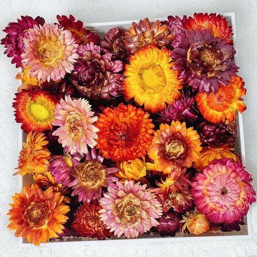100 Pcs Natural Dried Daisy Flowers Heads,Bulk...