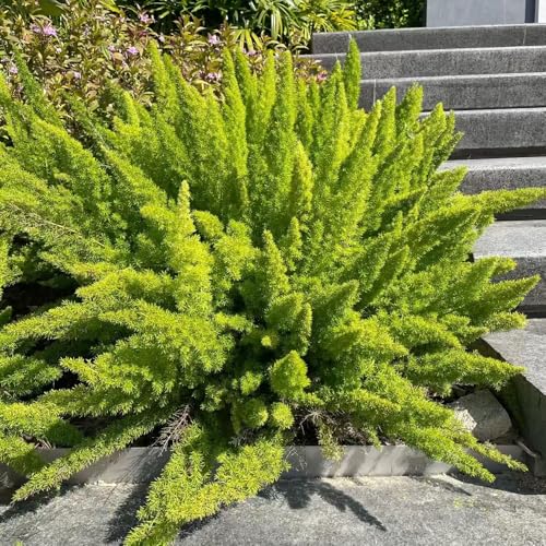 Semillas de espárragos densiflorus macetas cama elevada para balcón Plantas resistentes para el jardín plantas decorativas plantas raras Las plantas perennes son plantas perennes 15pcs