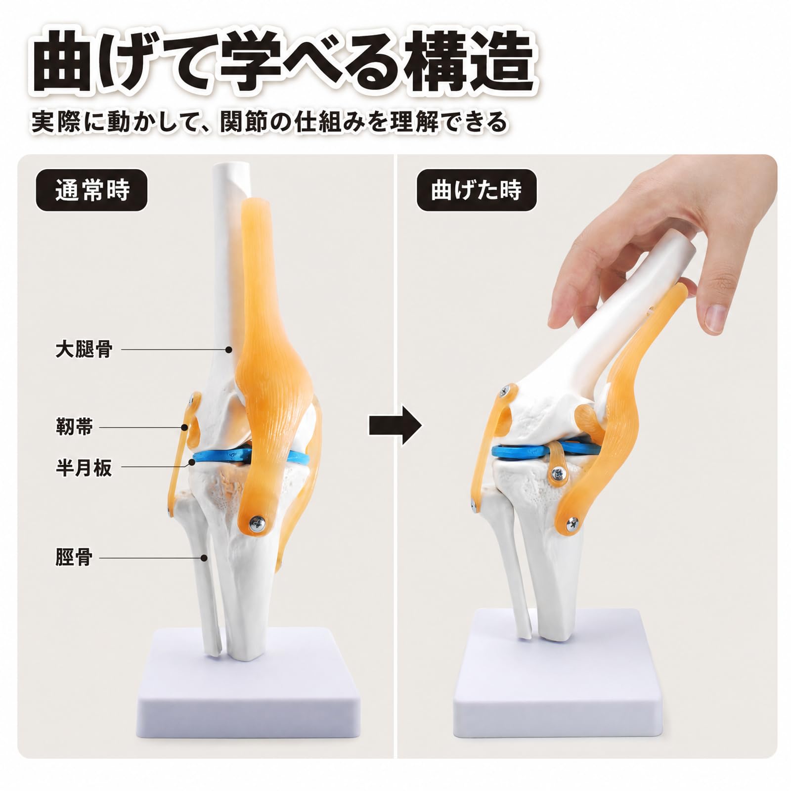 Amazon.co.jp: モノライフ 膝関節模型 ひざ 膝関節 靭帯 半月板 模型
