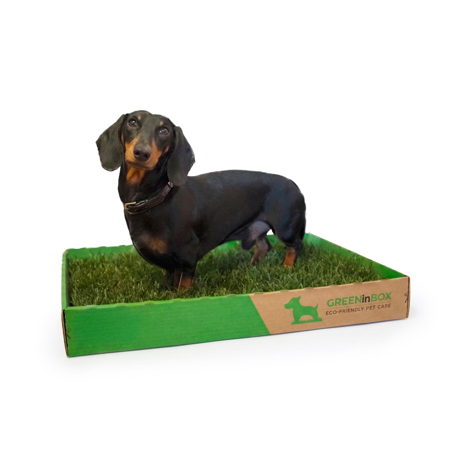 Zolla in Vera Erba – Lettiera Naturale per Training Cucciolo, Cani Piccoli. 60x40 cm