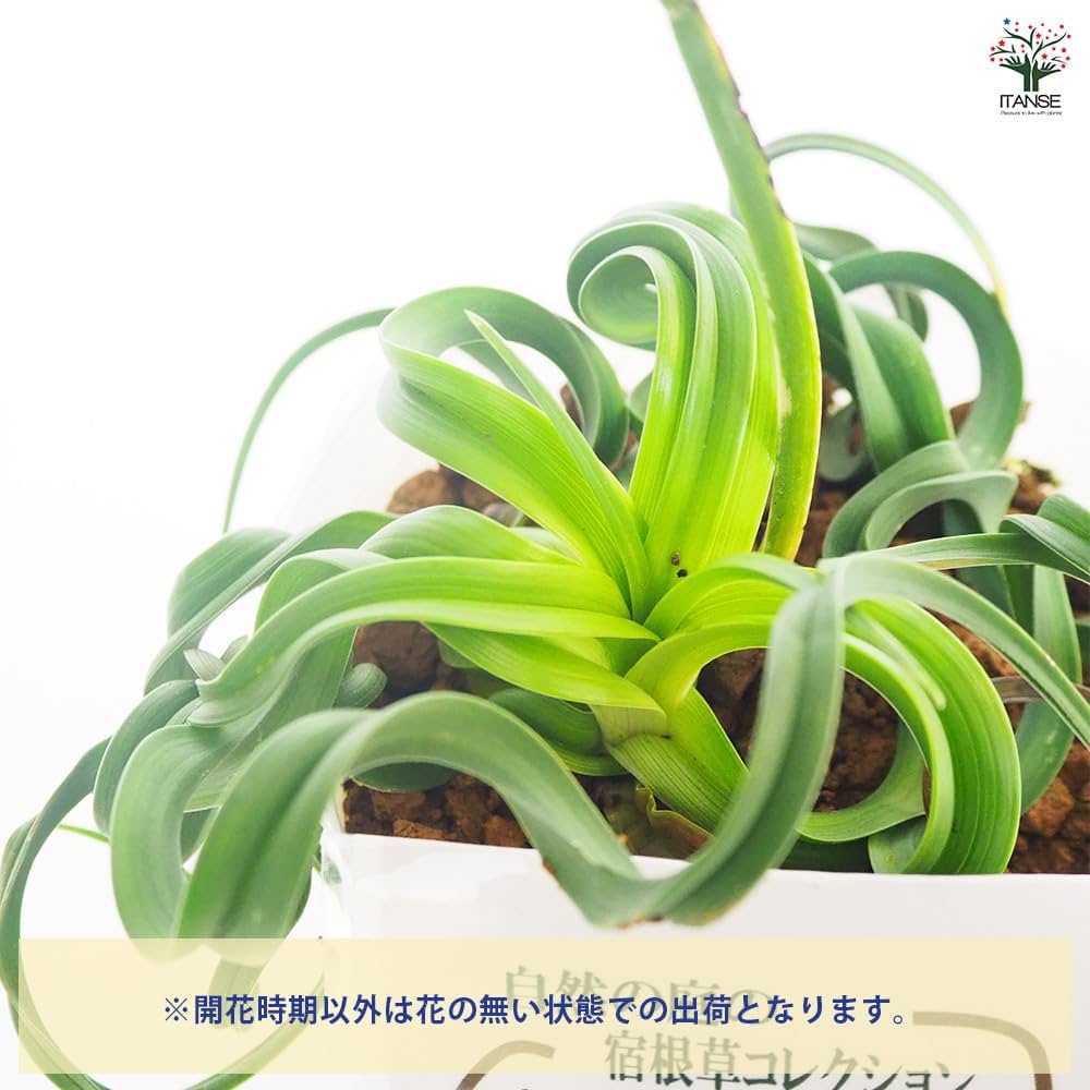 緑 紫 イザナギ＆イザナミ CX以下 3コン 33種99枚 アメノトリフネ 緑 紫 イザナギ＆イザナミ CX以下 3コン 33種99枚