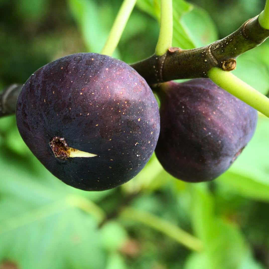 Albero Di Fico Nero Brogiotto - Pianta Da Frutto Vera Per Esterno, H 150cm - Foto 4