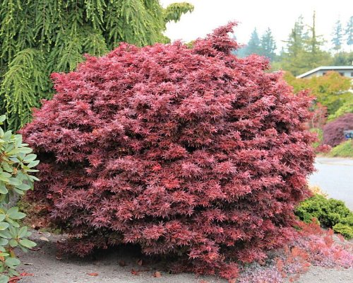 Shaina Japanese Maple
