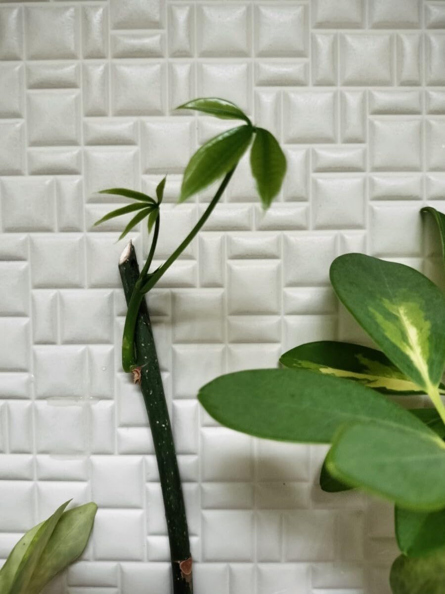 Amazon.co.jp: カポック パキラ 抜き苗 根付き 苗木 2本セット 30