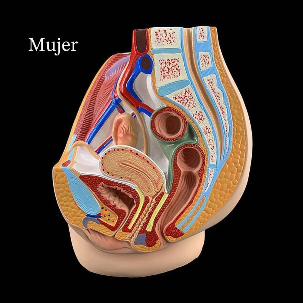 Anatomía Sagital Masculina Femenina Modelo De Anatomía Reproductiva Pélvica Estructura Pélvica Sistema Reproductor Masculino Sección Sagital En La Pelvis Femenina