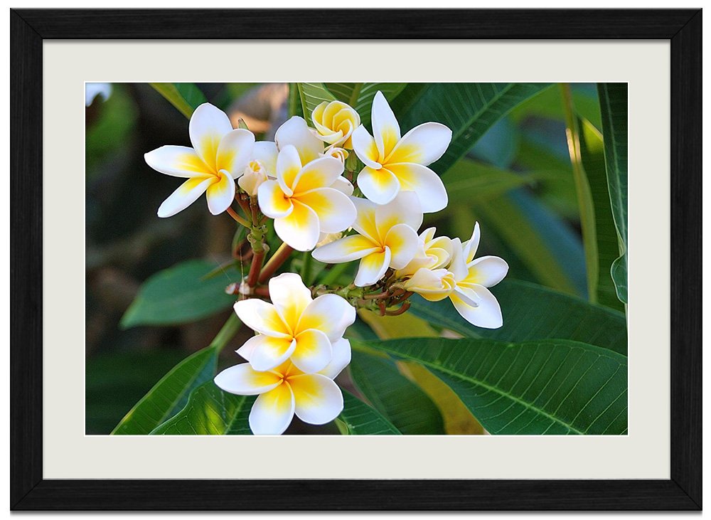 プルメリアの絵画 木製フレーム