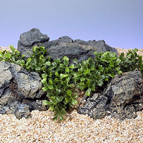 image for Current USA Small Button Leaf Artificial Aquarium Plant Decor with Wei