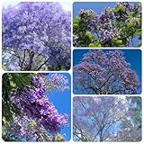 60 piezas semillas de jacarandá, Plantas en maceta resistentes, plantas en maceta para exterior. Árbol de jacarandá, Jacaranda mimosifolia comprar árboles, plantar semillas de árboles,