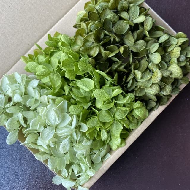 Amazon.co.jp: プリザーブドフラワー ピラミッドアジサイ グリーン系3