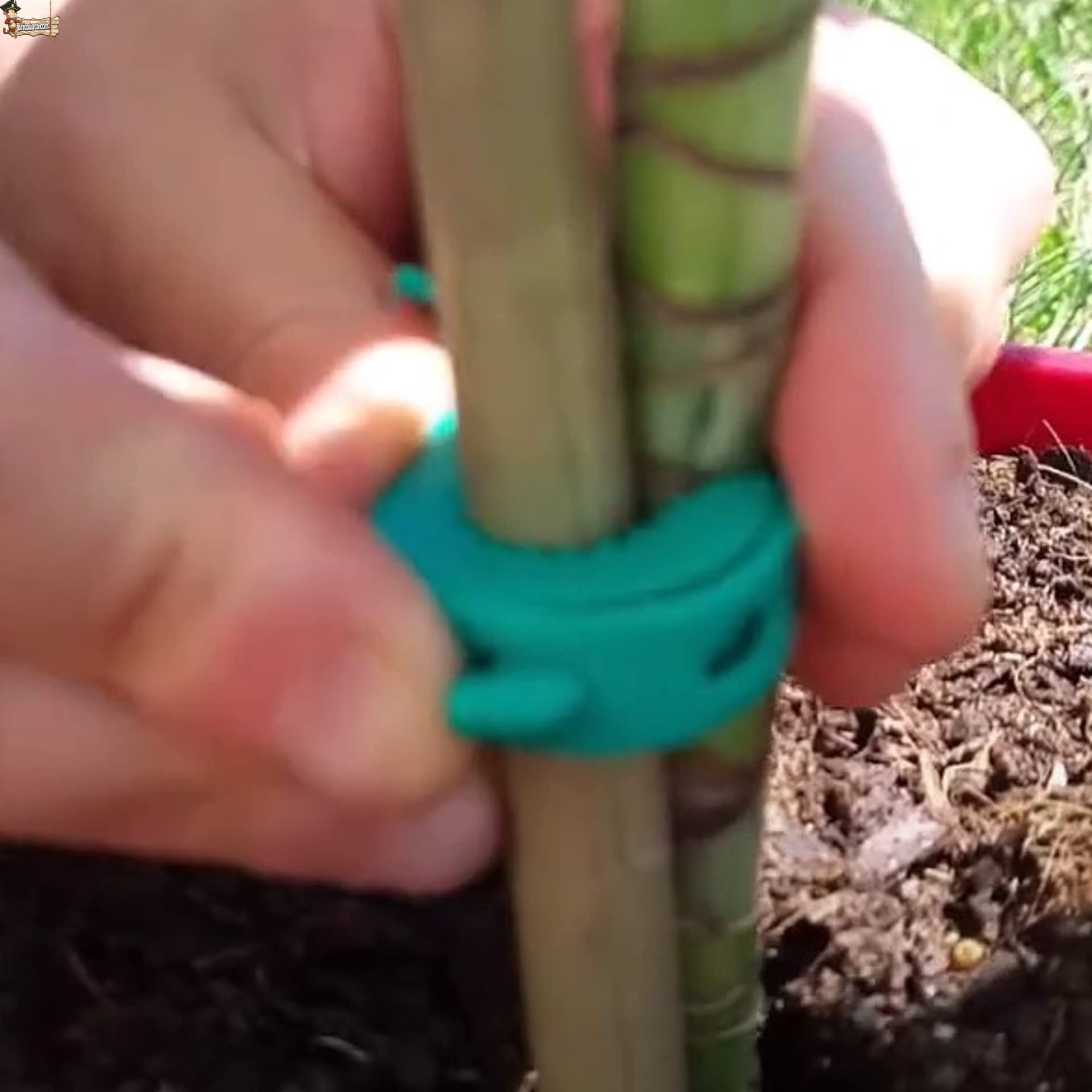 BricoLoco.com Flangia elastica intornata Piante e Tagli. Regolabile e Riutilizzabile. Clip per unire il Tallo al Sistema Tutore, guidato, Atato. (50, lunghezza 17,5 cm)