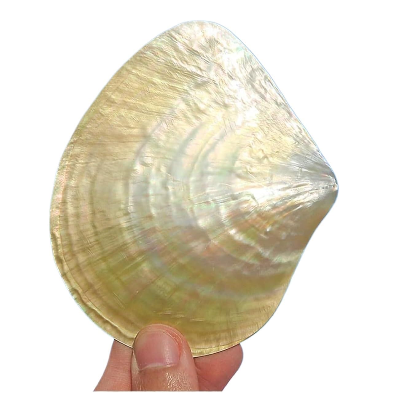 Grand coquillage naturel rare merveille de la mer cadeaux formidables