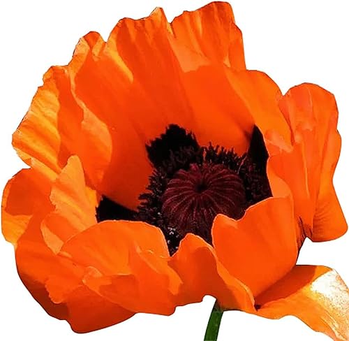 5,000 Semillas de Amapola Perenne - Naranja