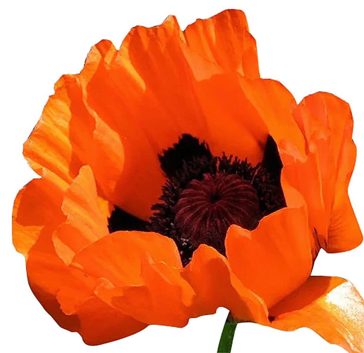 Prince of Orange Oriental Perennial Poppy Seeds