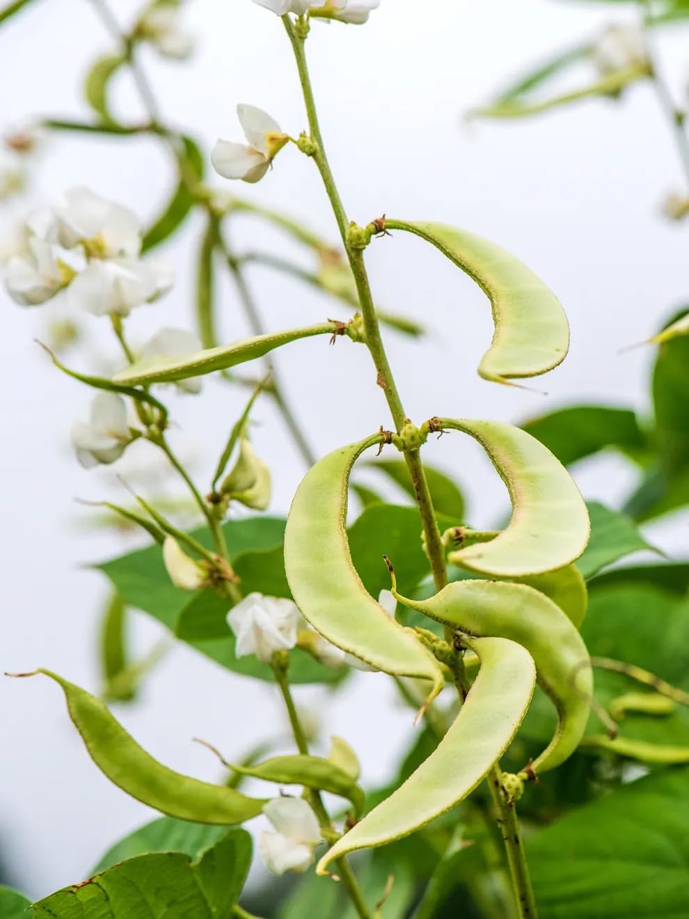 30 SHIROHANA FUJIMAME White Flower Hyacinth Bean Seeds