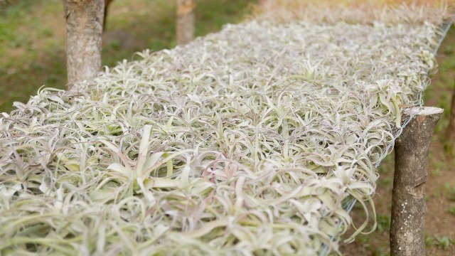 Amazon.com : Medium Air Plants Streptophylla - Live Tillandsia Succulent  House Plants - Available in Wholesale and Bulk - Home and Garden Decor -  Easy Care Indoor and Outdoor Plant (Pack of