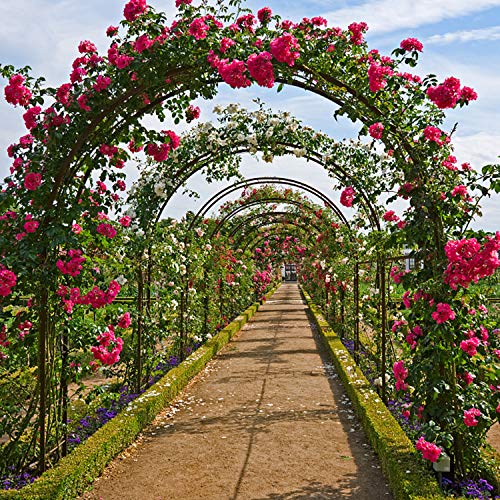 Rosenbogen Forever Speed – Torbogen mit Rankgitter für den Garten