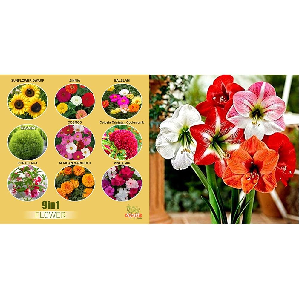 Kraft Seeds Fresh Garden Flower Seeds (9 Packets, 1gm each) & Kraft Seeds Amaryllis Lily Flowering Bulbs (Multicolor, 3 Bulbs) (B0CCTXVP94) Amazon Price History, Amazon Price Tracker