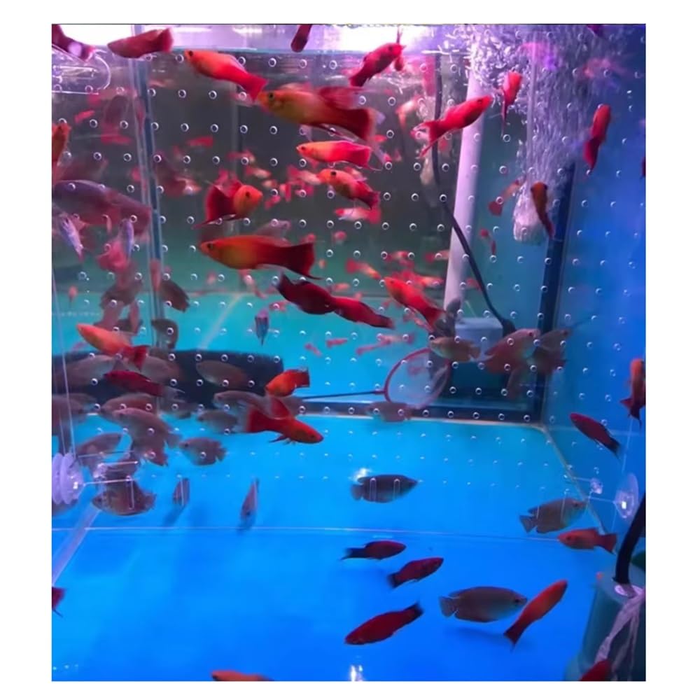 IBOWZ Akwarium Fish Tank Przegroda Płyta Izolacyjna Fish Tank Wysoka Przezroczystość Materiał Akrylowy Mały Otwór Siatka Separator Płyta Rozdzielająca Płyta Zapobiegaj Atakom Ryb Nawzajem Wyślij