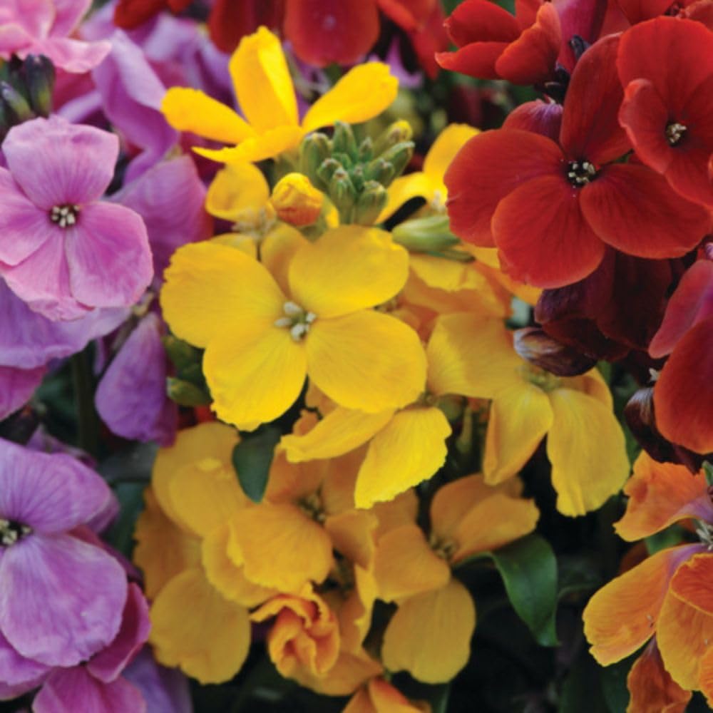 WallFlower Sugar Rush Mixed Garden Ready Plants 24 x Garden Ready Plants Inc: - Fragrant Autumn & Spring Blooms, Award-Winning Bedding Flowers Thompson & Morgan