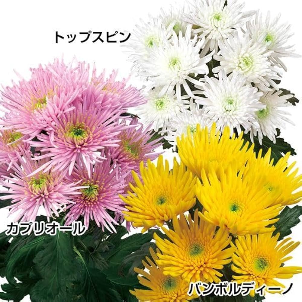 菊の花 菊花#zxbai--图优网