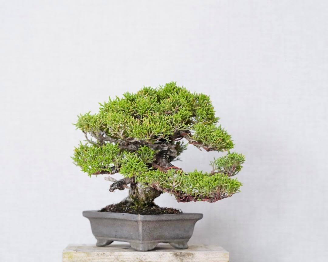 エバーフレッシュ 盆栽 現品 エムの木 エバーフレッシュ 6番 古木 盆栽