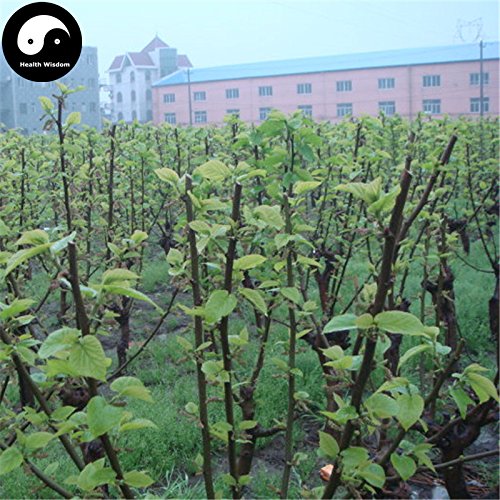 Buy Morus Alba Tree Seeds 400pcs Plant Mulberry Leaf For Silkworm Food Sang Shu