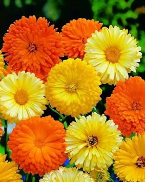 70+ Seeds Pot Marigolds Mix Calendula - Flower Multicolor