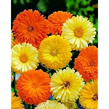 70+ Seeds Pot Marigolds Mix Calendula - Flower Multicolor