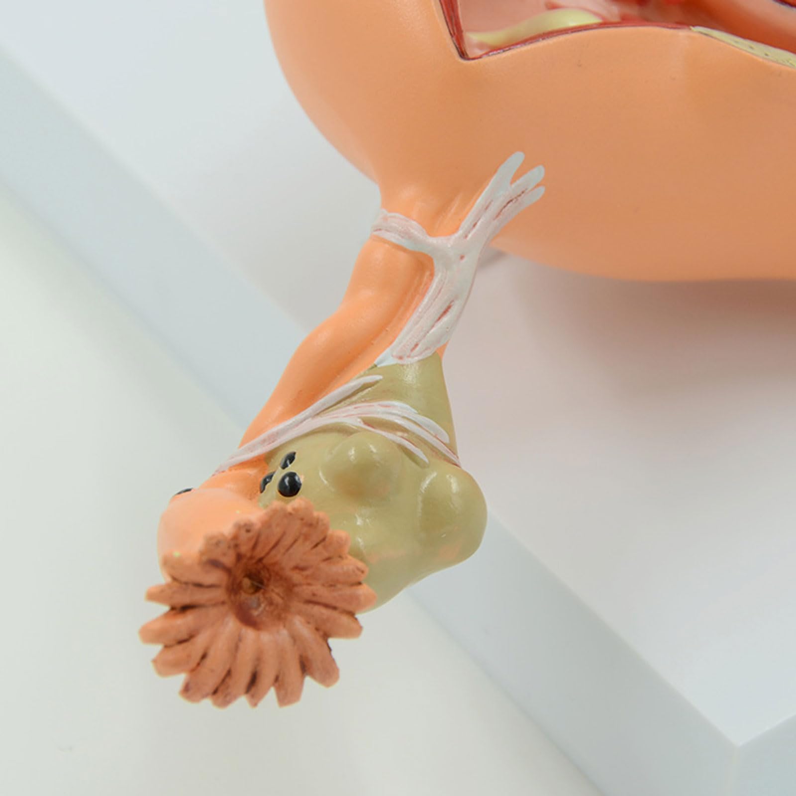 BYERZ Modèle D'utérus Malade Modèle D'ovaire Organe Génital Féminin Modèle Anatomique Système Urinaire Enseignement Médical Matériel Pédagogique