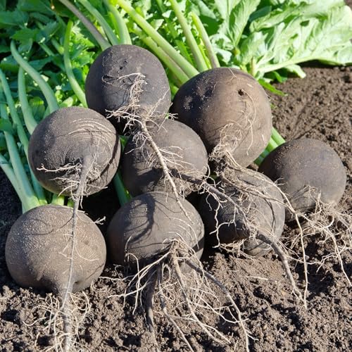 PREMIER SEEDS DIRECT - Radish - Black Spanish Round - 500 Seeds - Organic