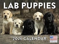 Vista 61 de Calendario de cachorro Golden Retriever 2027 mensual de pared de 12 meses