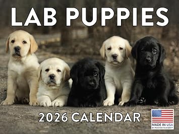 Lab Puppy Calendar 2026 Labrador Puppies Monthly Wall Calender 12 Month | American Made In The USA