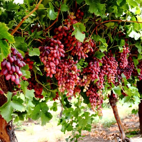 Mixrug 100+ Organic Red Grapes Seeds Seedless -Sweet Grape Seeds for Planting-Berry Seed Non-GMO Heirloom Red Grape Fruit Plant in Home Garden - Thumbnail 4