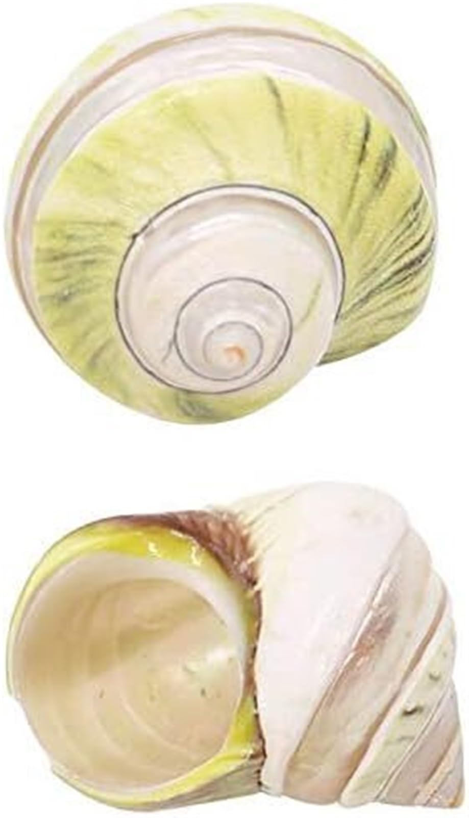 Muscheln, Strandmuscheln, natürliche Muschelschale, Einsiedlerkrebsschalen, Wachstumsmuschel, große Muschelschnecke, 2 Stück