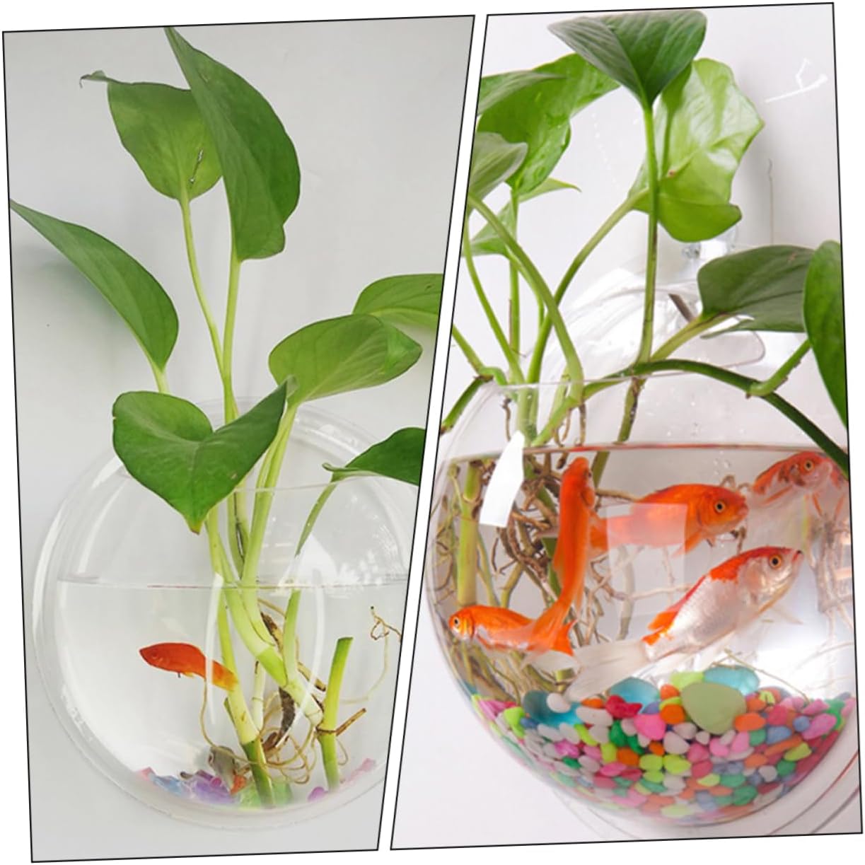 YARNOW Wall Mounted Acrylic Fish Bowl Round Hanging Vase for Decor Stylish Wall Decoration for Betta Fish and Plants Diameter