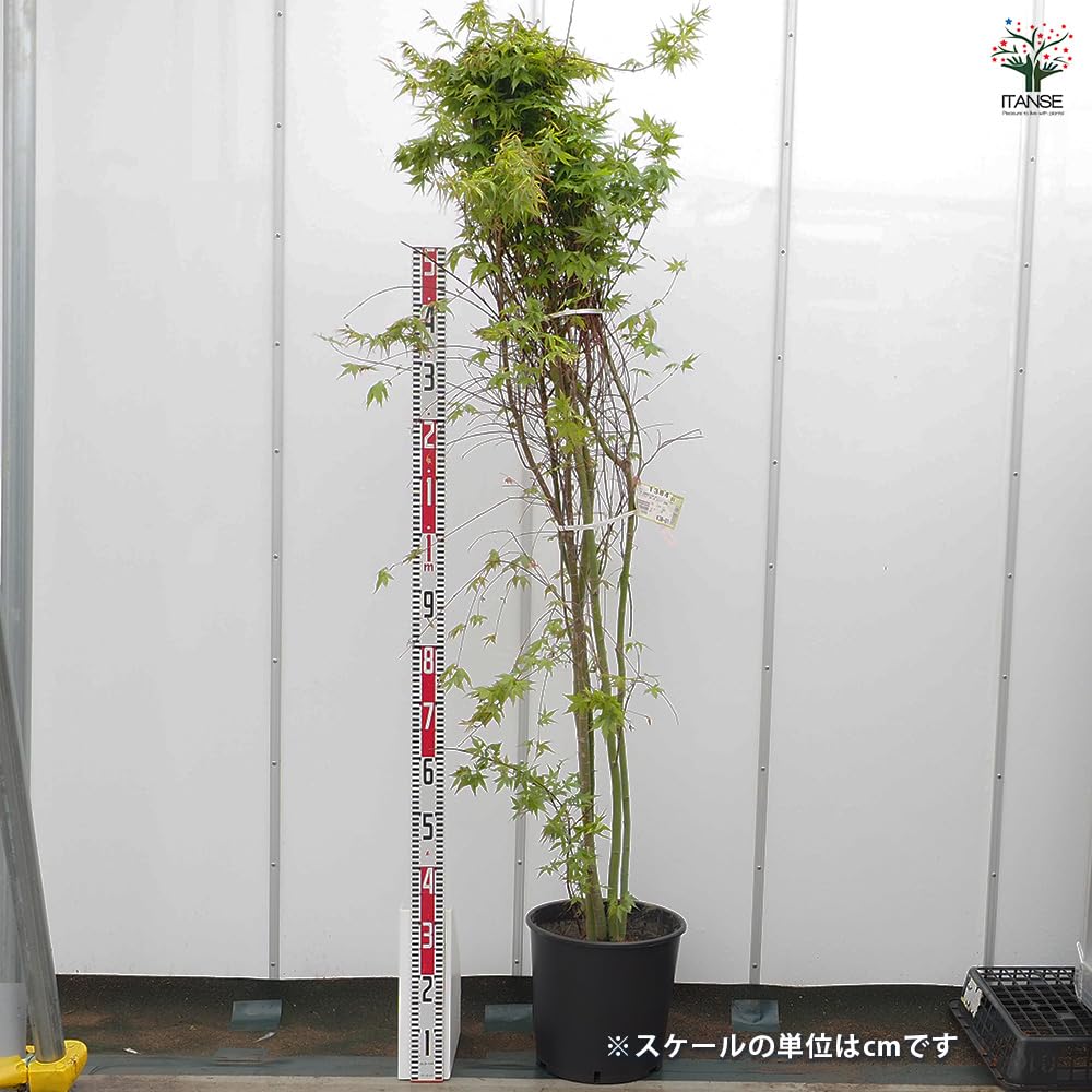 Amazon.co.jp: ITANSE イロハモミジ 8号 1個売り 花木苗 Acer