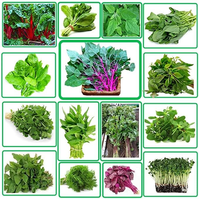 Green leafy vegetables seeds High Germination (200 seeds) Amazon.in
