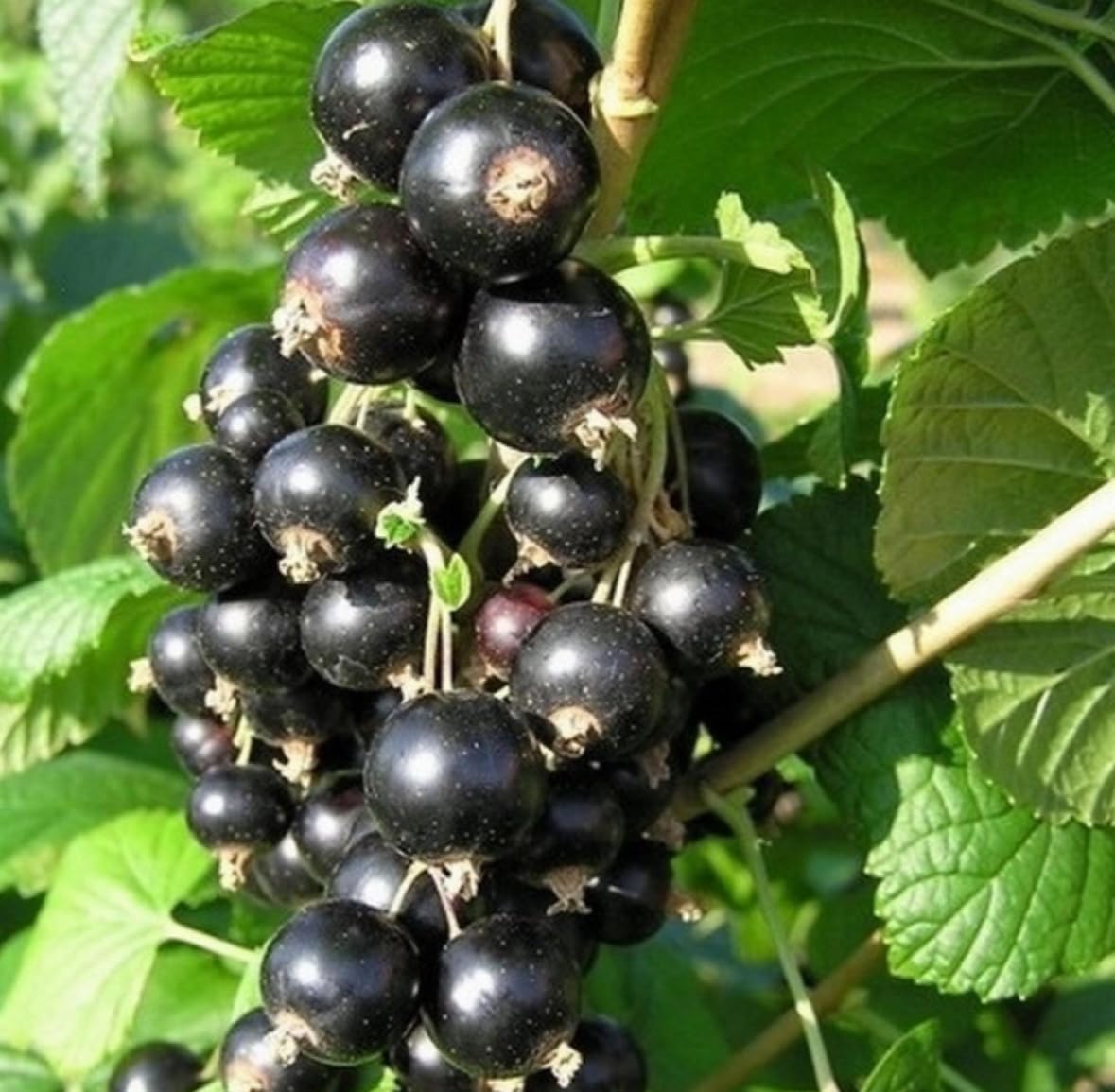 Blackcurrant Seed Oil, Organic, Cold Pressed, Unrefined, Natural, 2 Fl Oz